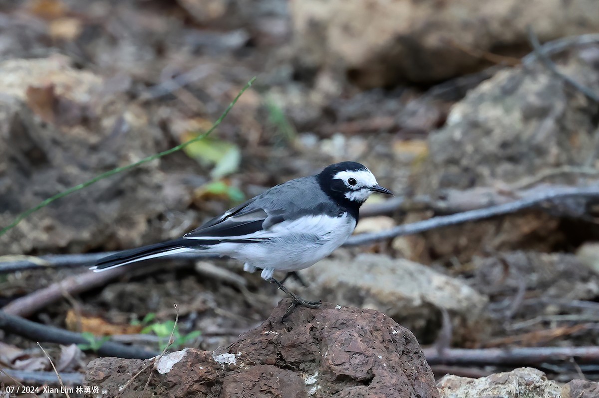 White Wagtail (Hodgson's) - ML622162345