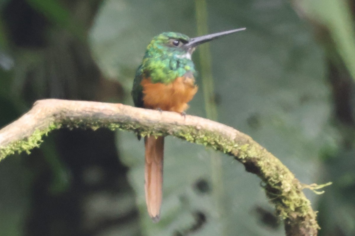 Rufous-tailed Jacamar - ML622162370