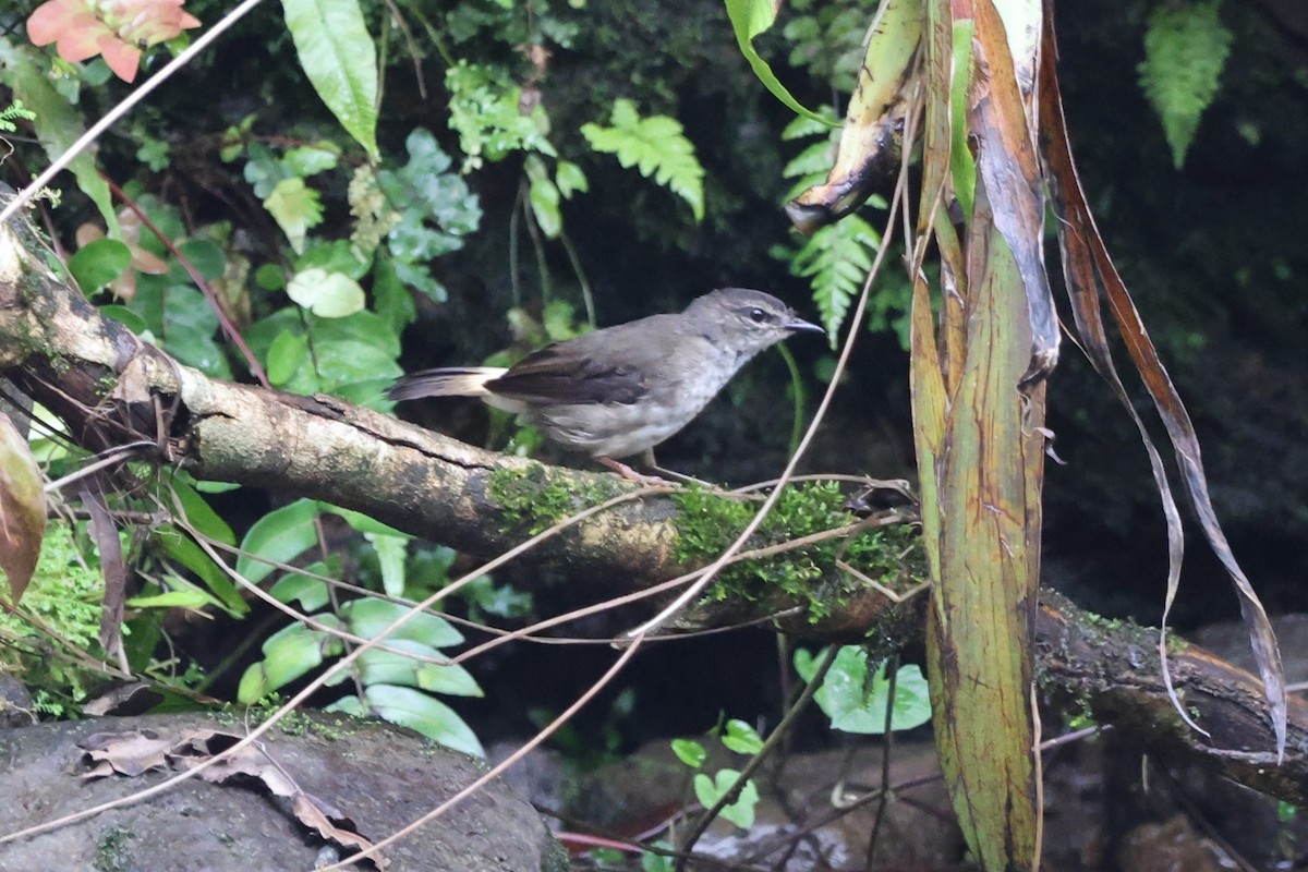 Buff-rumped Warbler - ML622162373