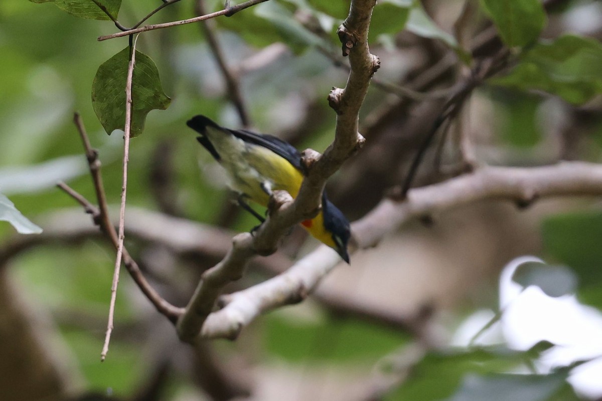 Crimson-breasted Flowerpecker - ML622162382