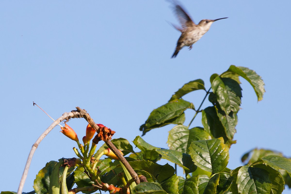 Ruby-throated Hummingbird - ML622162397