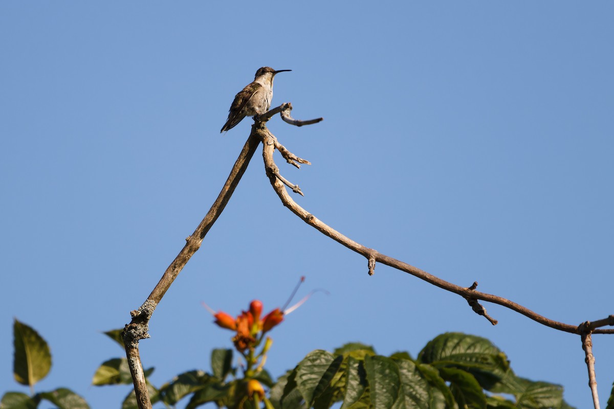 Ruby-throated Hummingbird - ML622162398