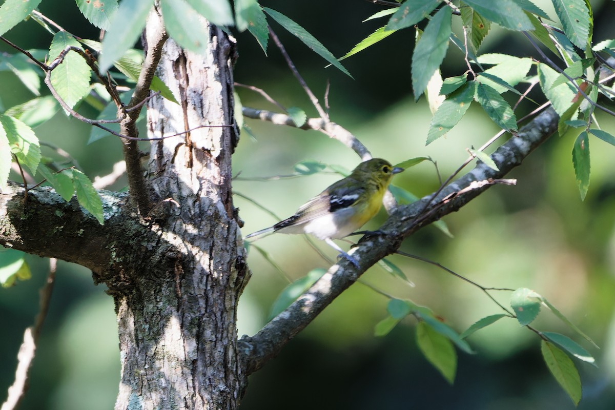 Yellow-throated Vireo - ML622162404