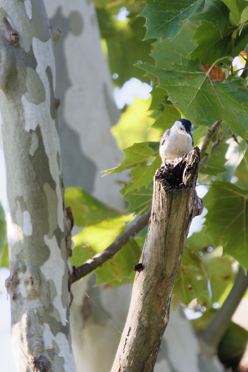 White-breasted Nuthatch - ML622162407