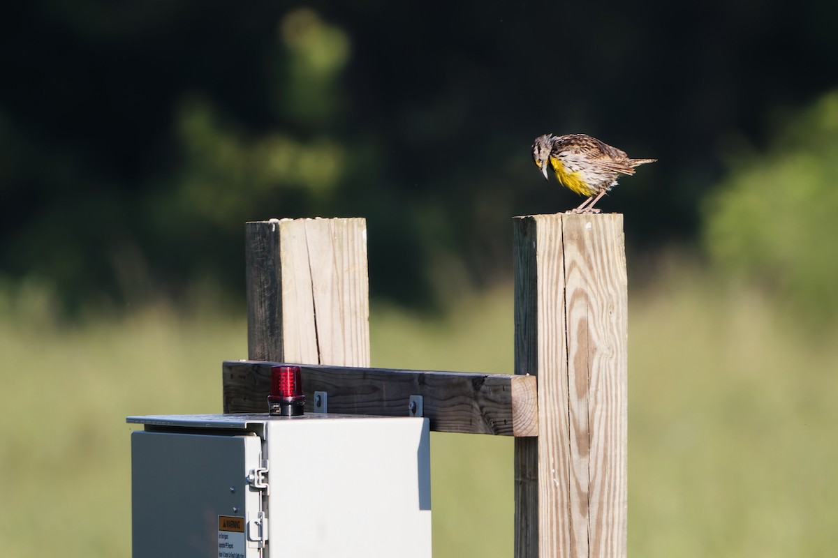 Eastern Meadowlark - ML622162409