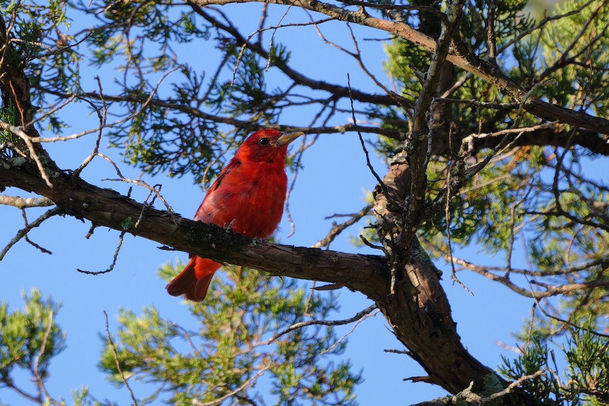 Summer Tanager - ML622162415