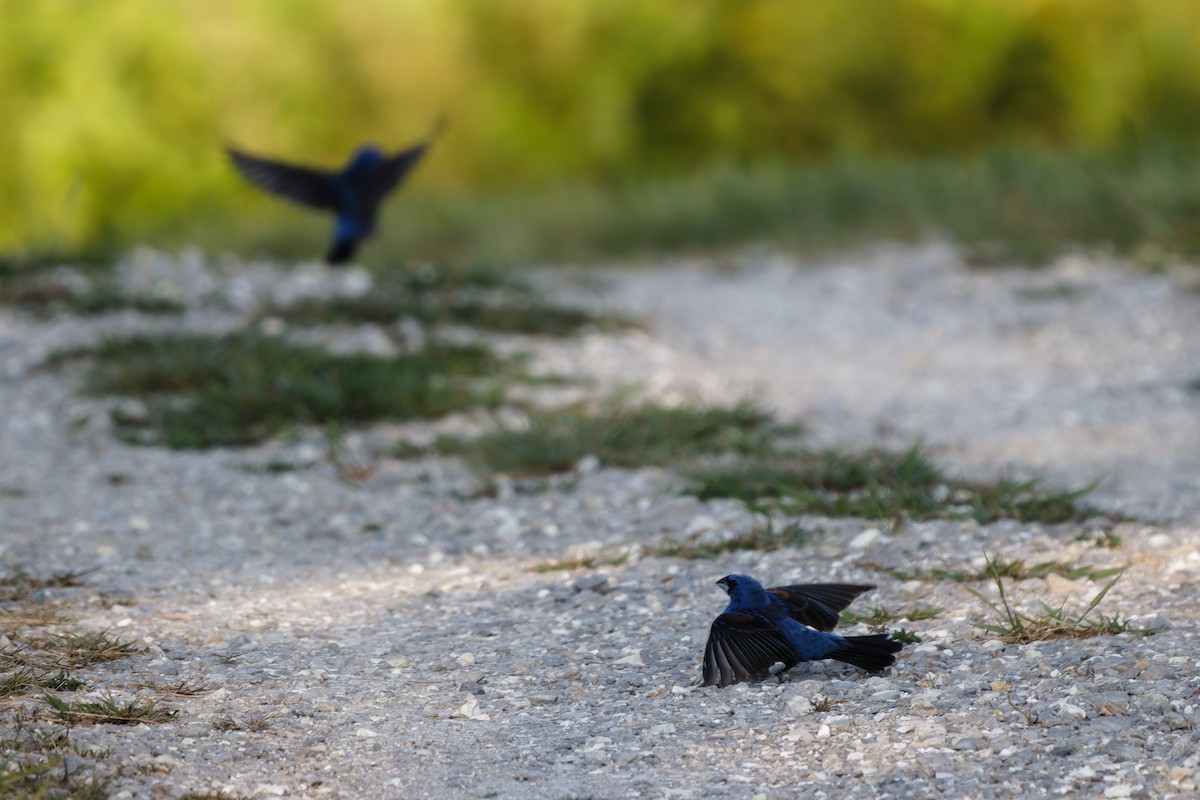 Blue Grosbeak - ML622162420