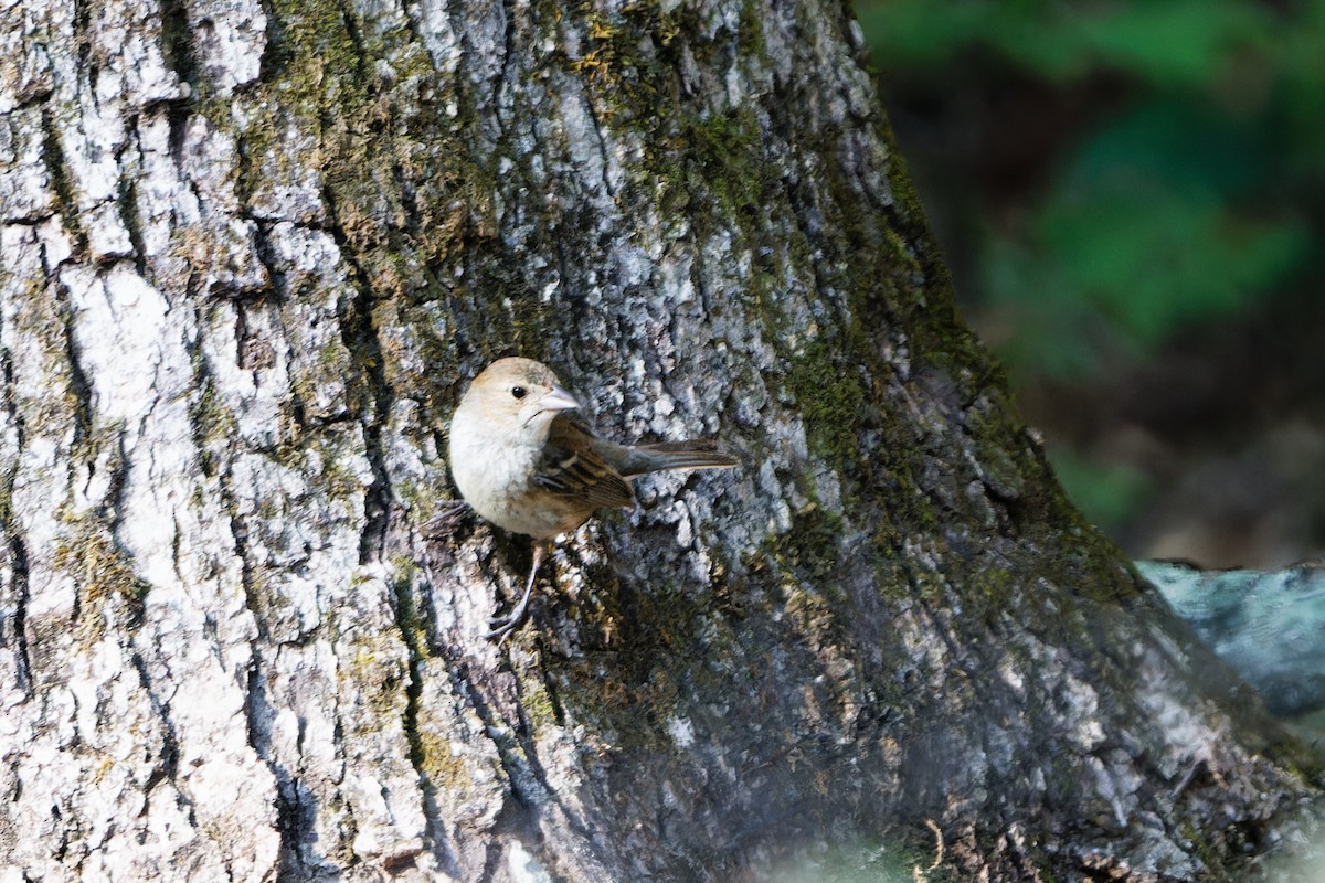 Indigo Bunting - ML622162424