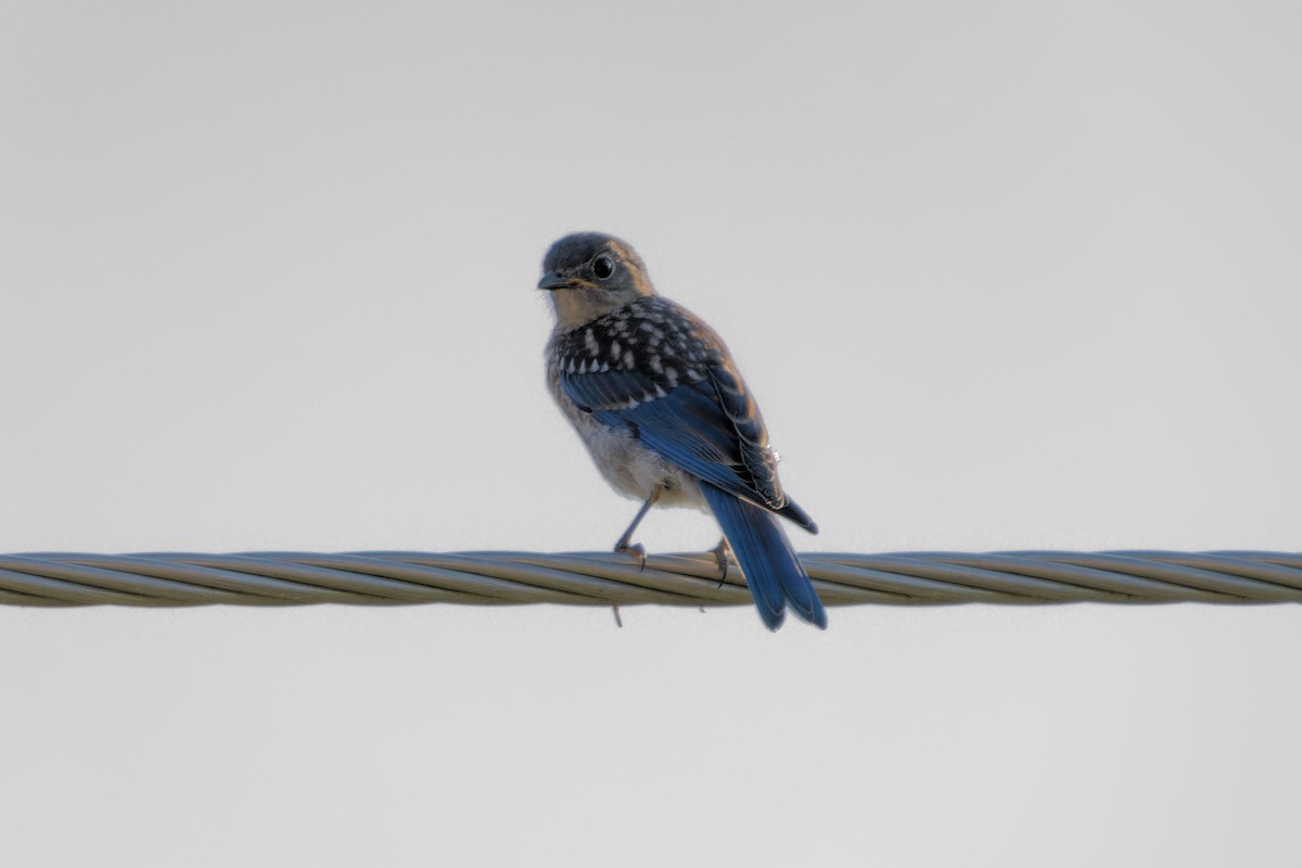 Eastern Bluebird - ML622162432