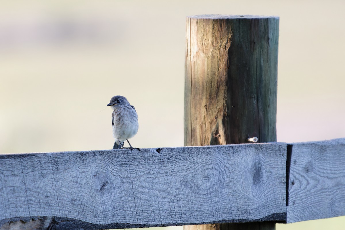 Eastern Bluebird - ML622162433