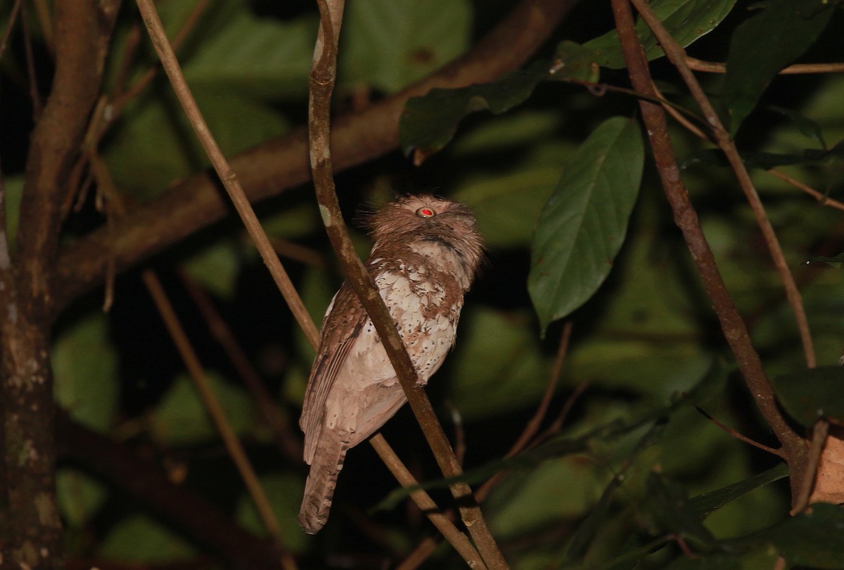 Palawan Frogmouth - ML622162435