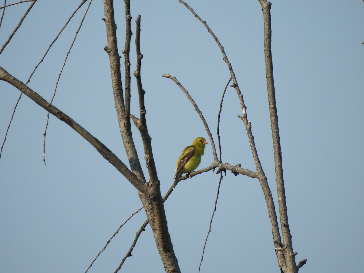 American Goldfinch - ML622162452