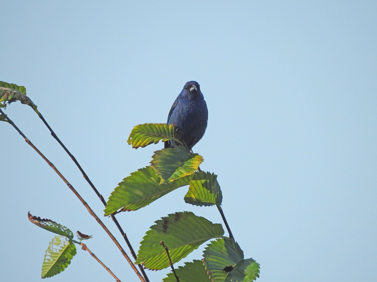 Indigo Bunting - ML622162466