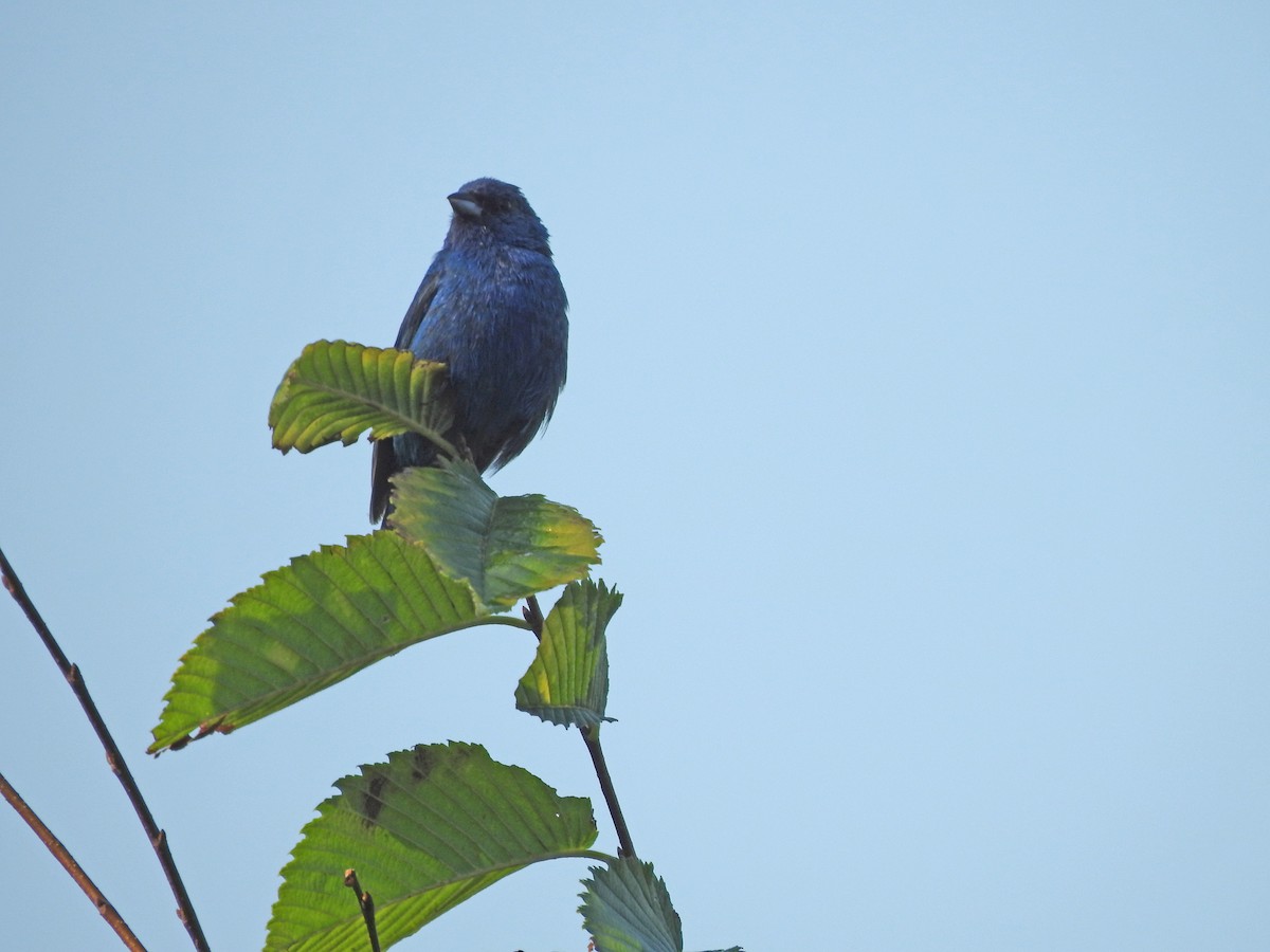 Indigo Bunting - ML622162467