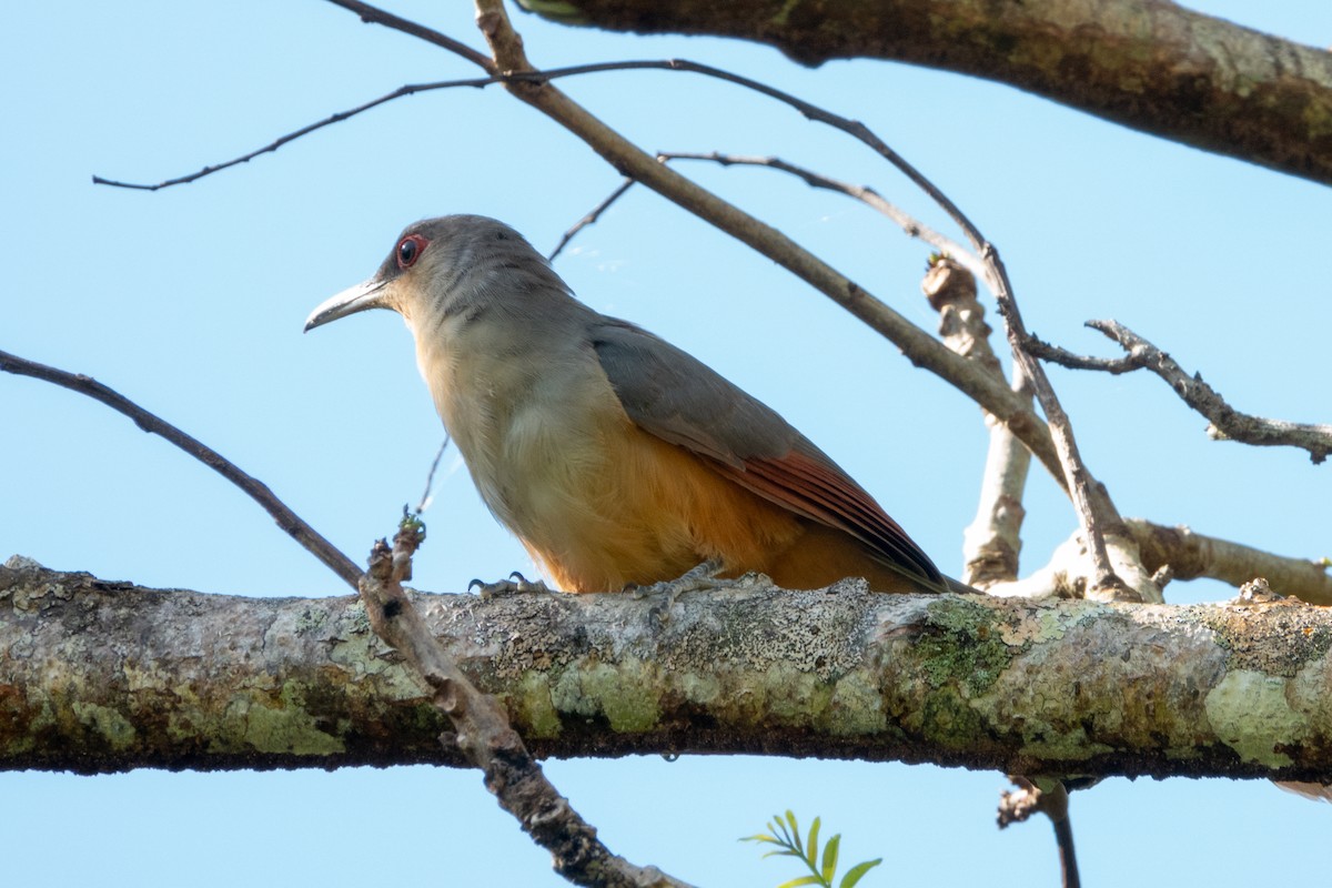 Hispaniolan Lizard-Cuckoo - ML622162469