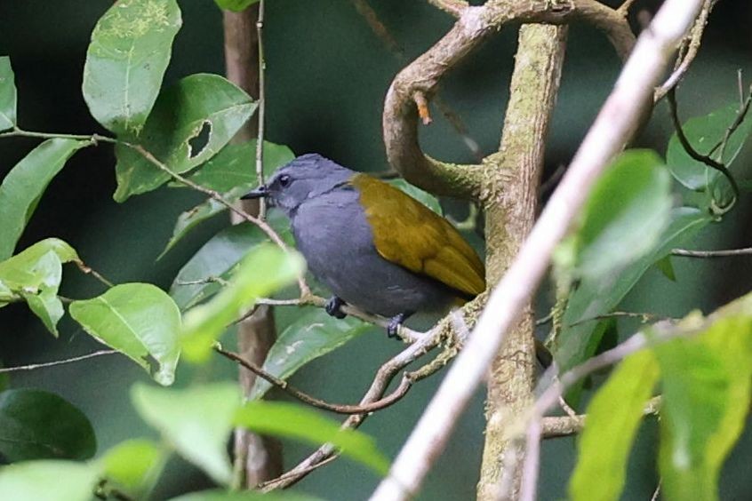 Gray-bellied Bulbul - ML622162472