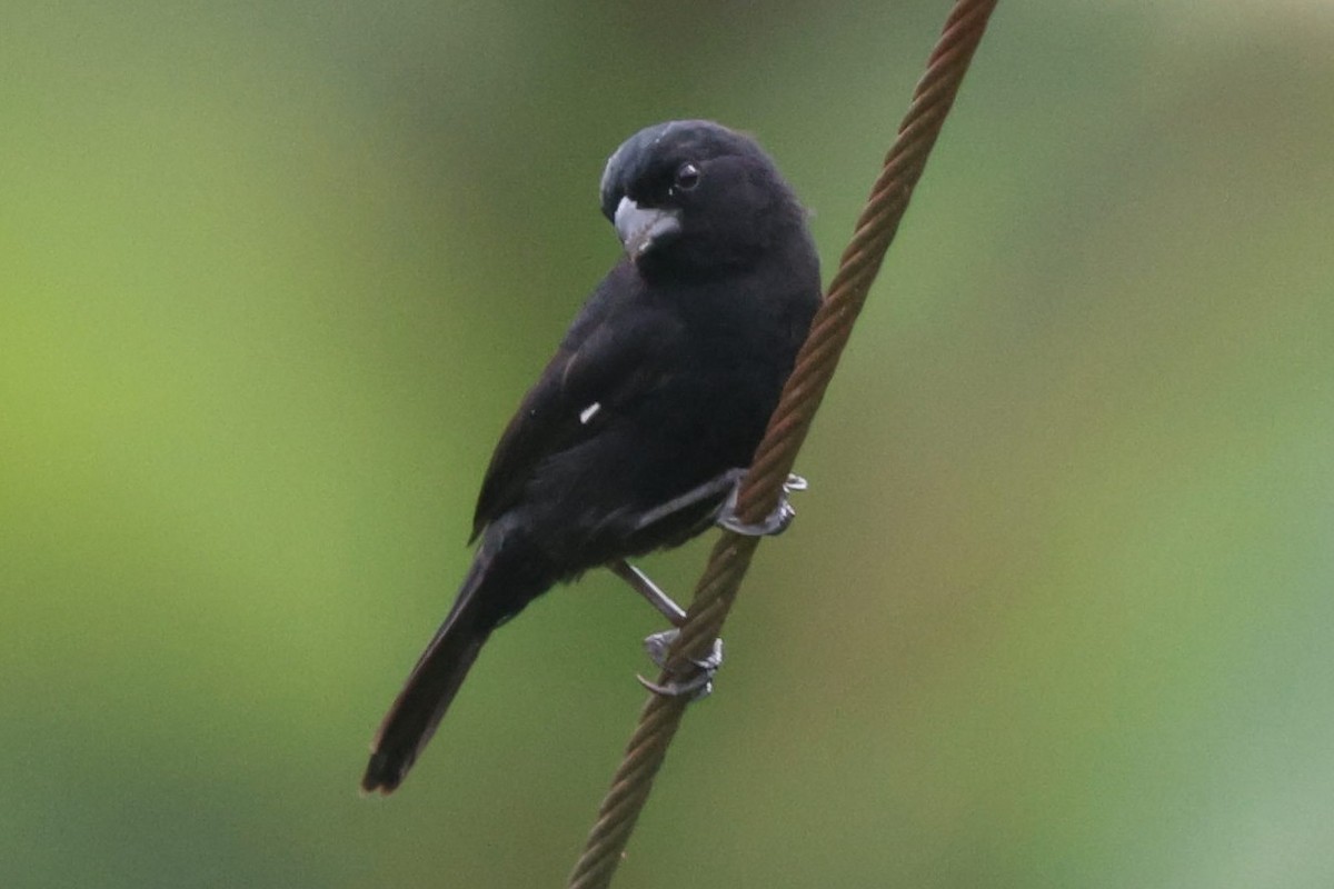 Variable Seedeater - ML622162504