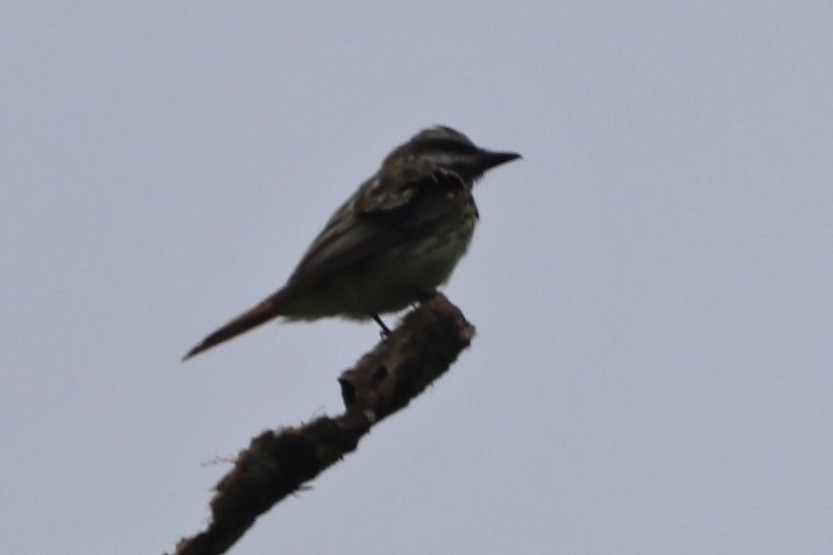 Sulphur-bellied Flycatcher - ML622162509