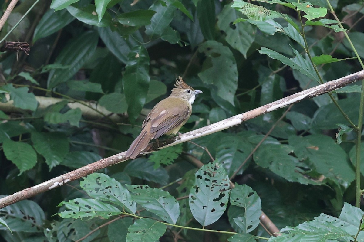 Ochraceous Bulbul - ML622162512