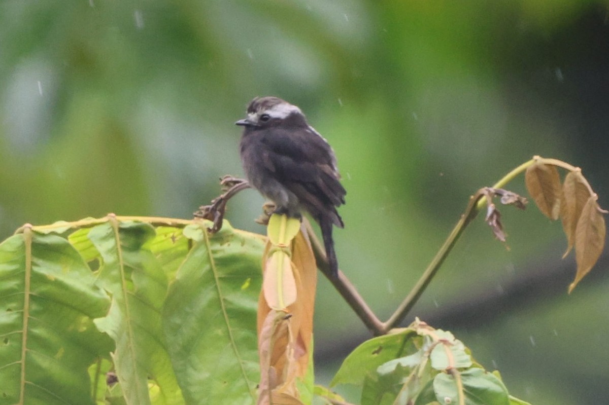 Long-tailed Tyrant - ML622162515