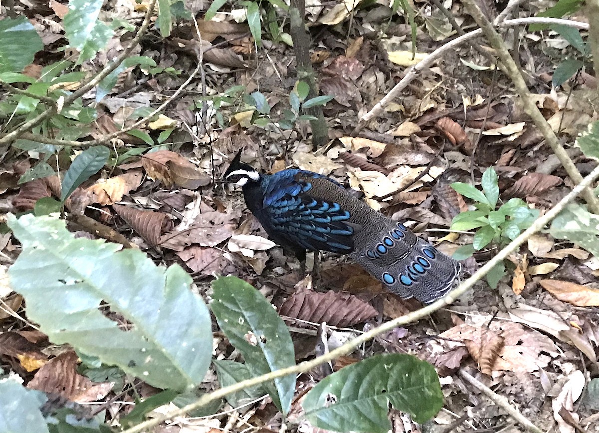 Palawan Peacock-Pheasant - ML622162552