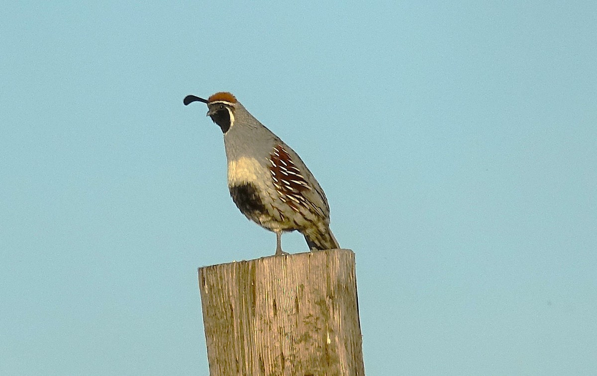 Gambel's Quail - ML622162555