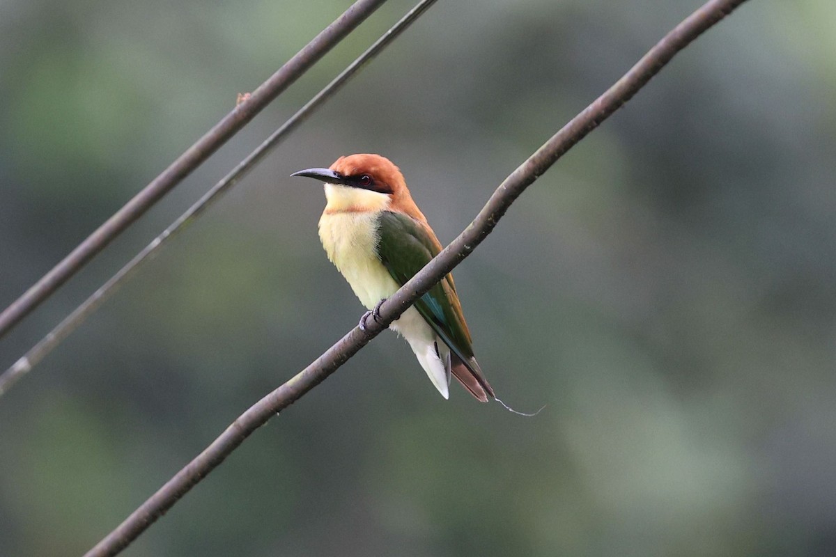 Chestnut-headed Bee-eater - ML622162584