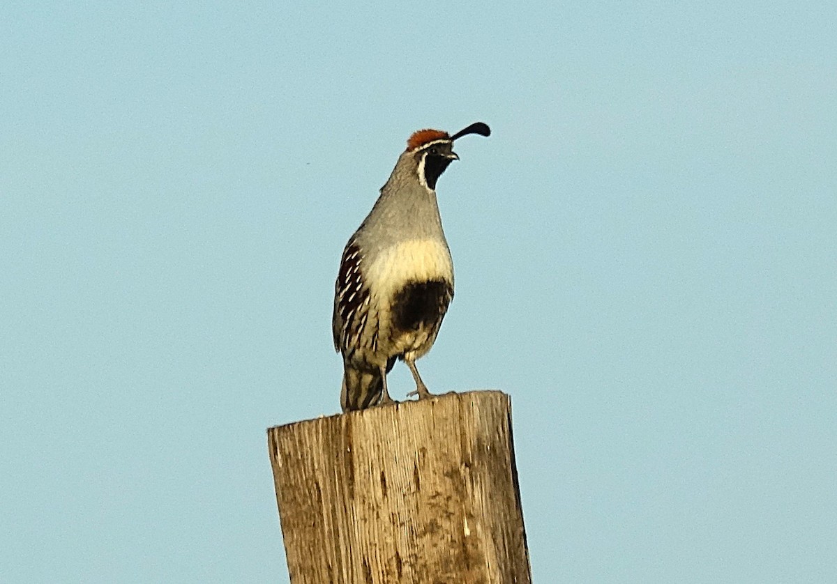 Gambel's Quail - ML622162601