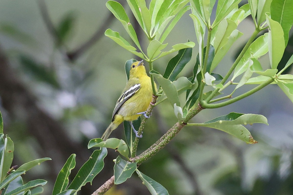 Common Iora - ML622162655