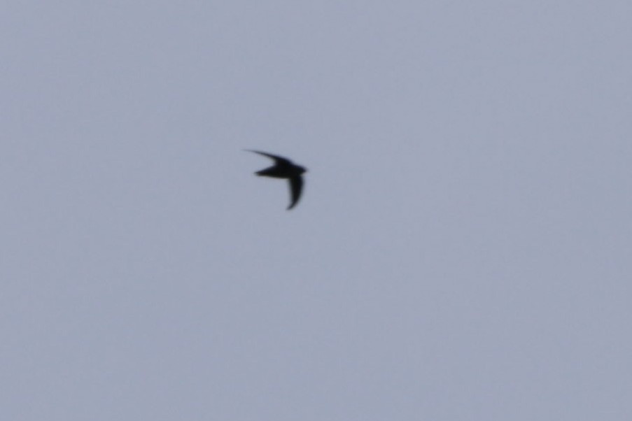 Gray-rumped Swift - ML622162700