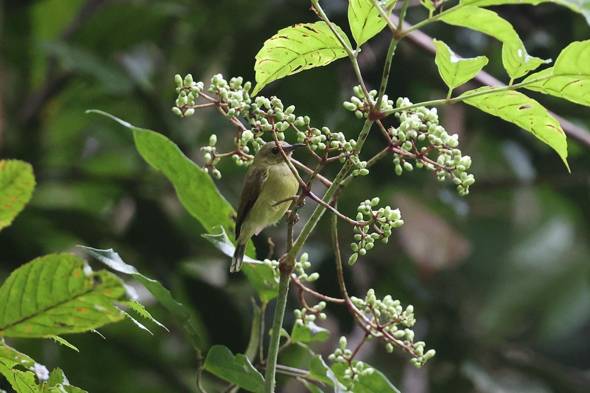 sunbird sp. - ML622162718