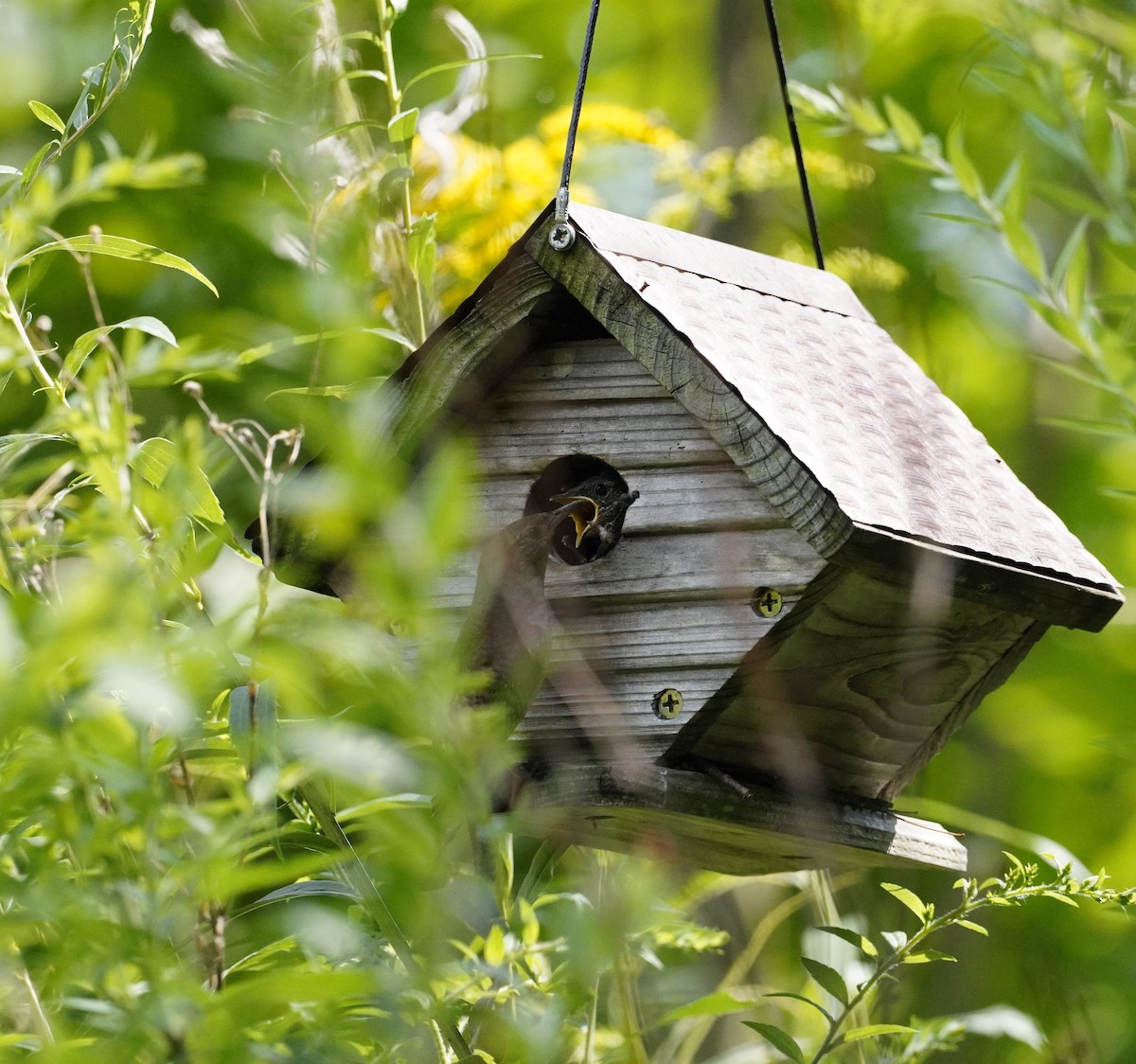 House Wren - ML622162721