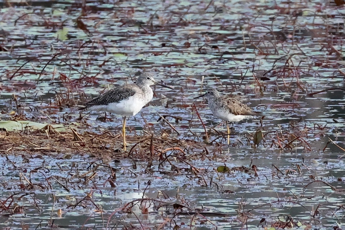 Greater Yellowlegs - ML622162727