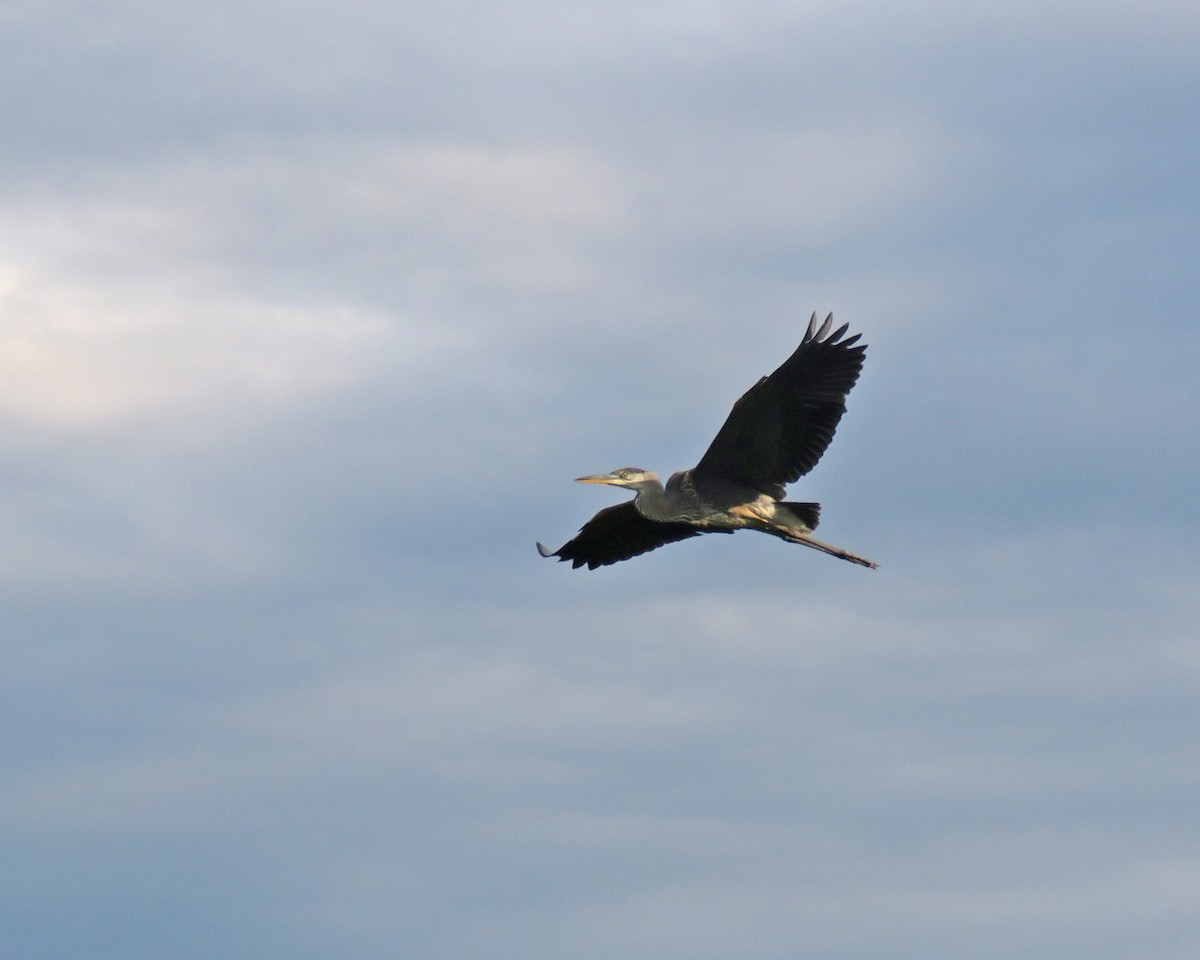 Great Blue Heron - ML622162737