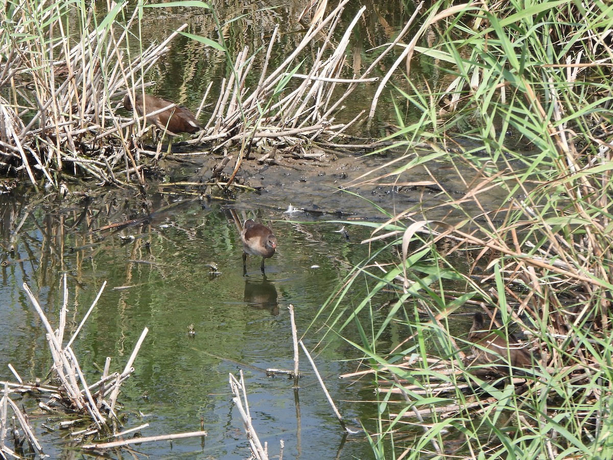 Eurasian Moorhen - Ignacio Barrionuevo