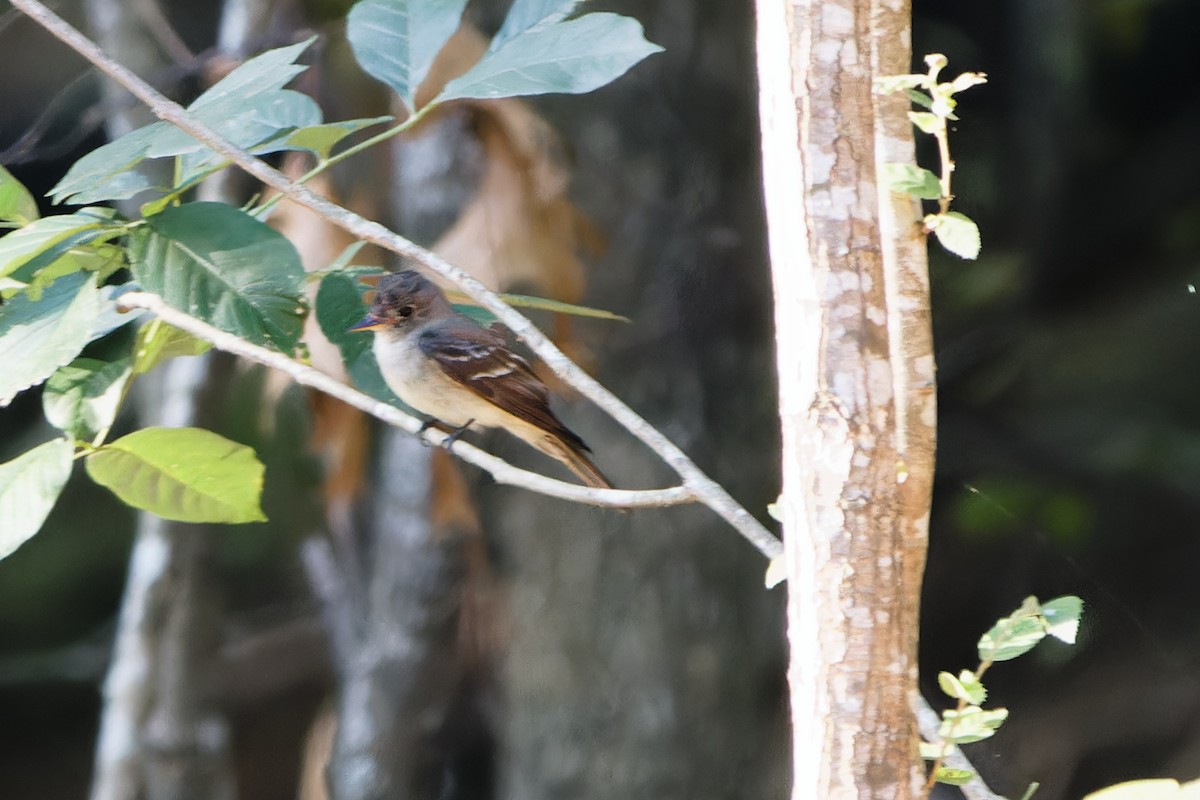 Eastern Wood-Pewee - ML622162748