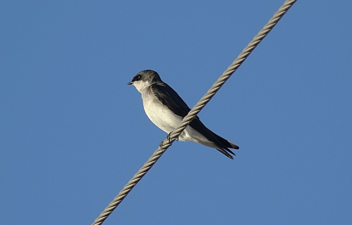 Tree Swallow - ML622162812