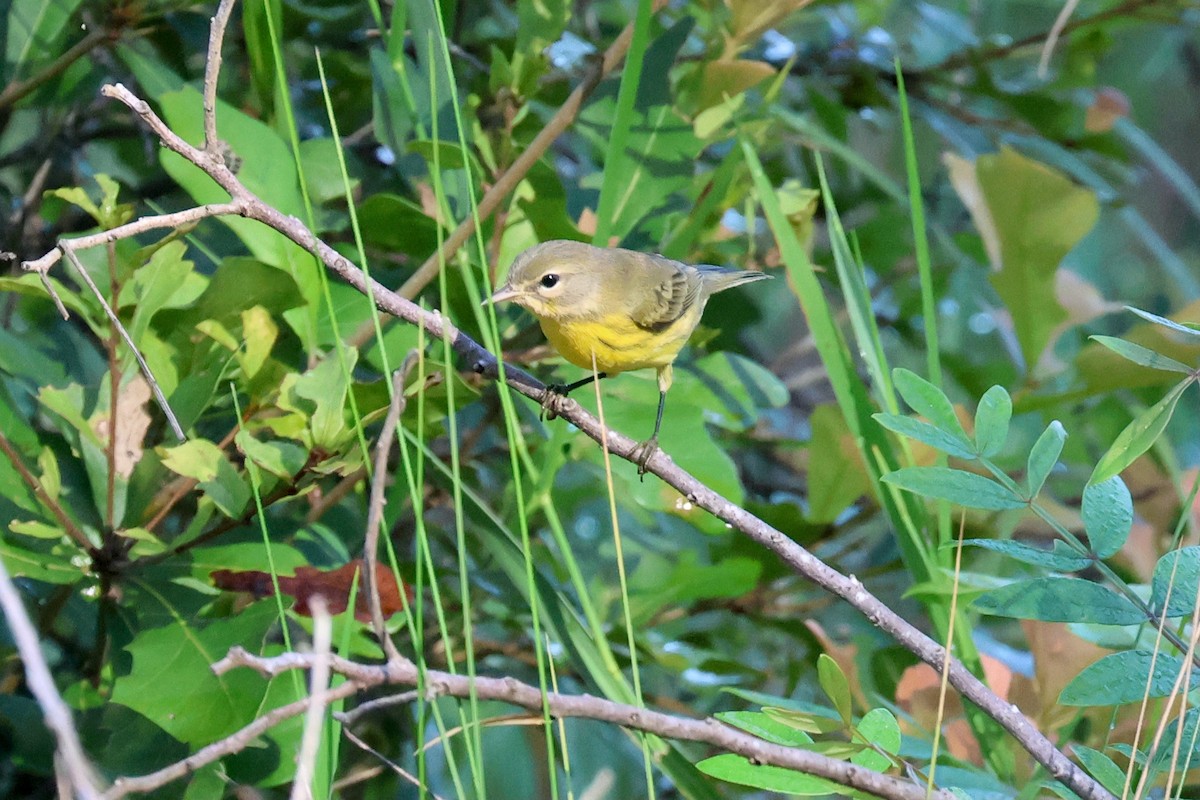 Prairie Warbler - ML622162817