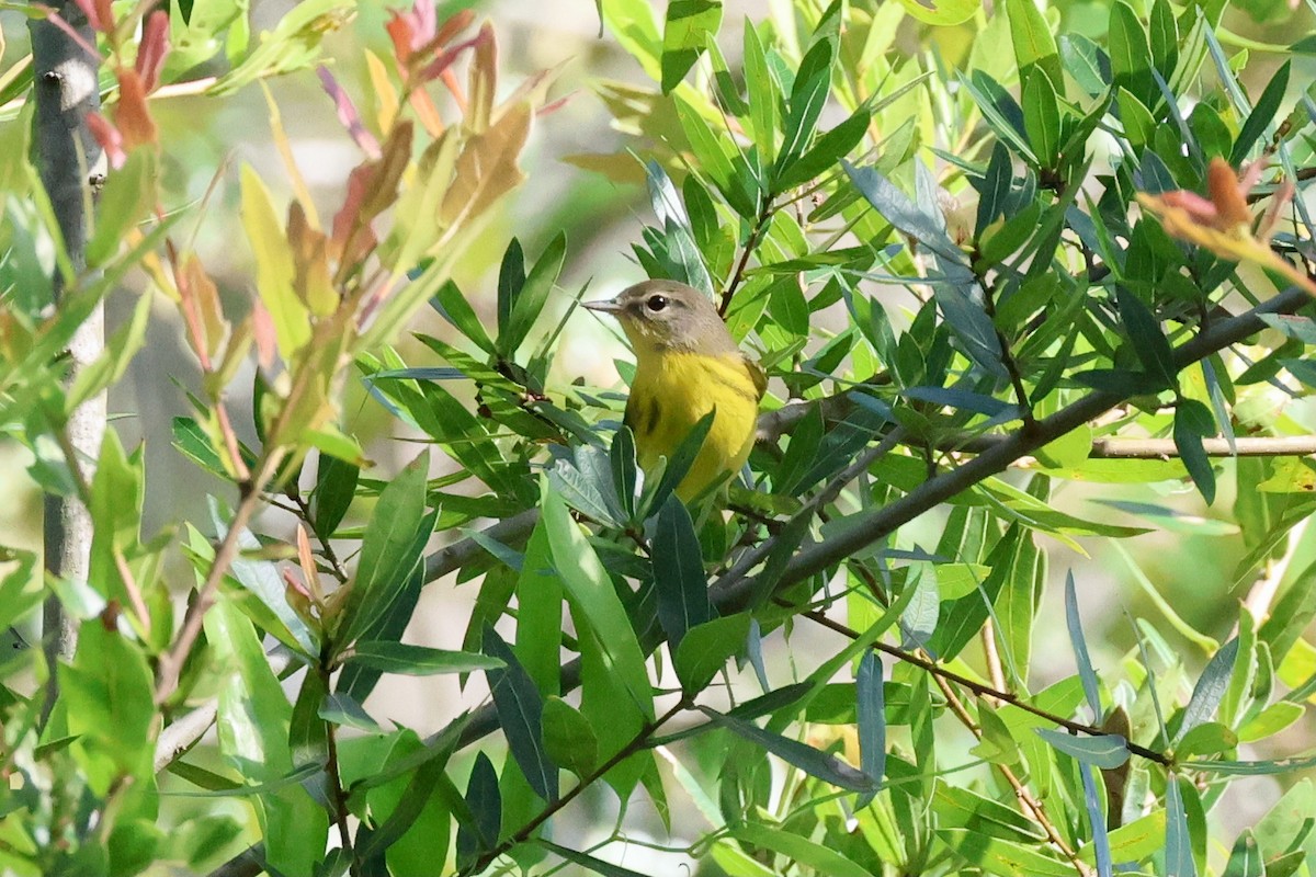 Prairie Warbler - ML622162818