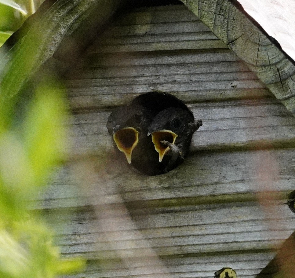 House Wren - ML622162856