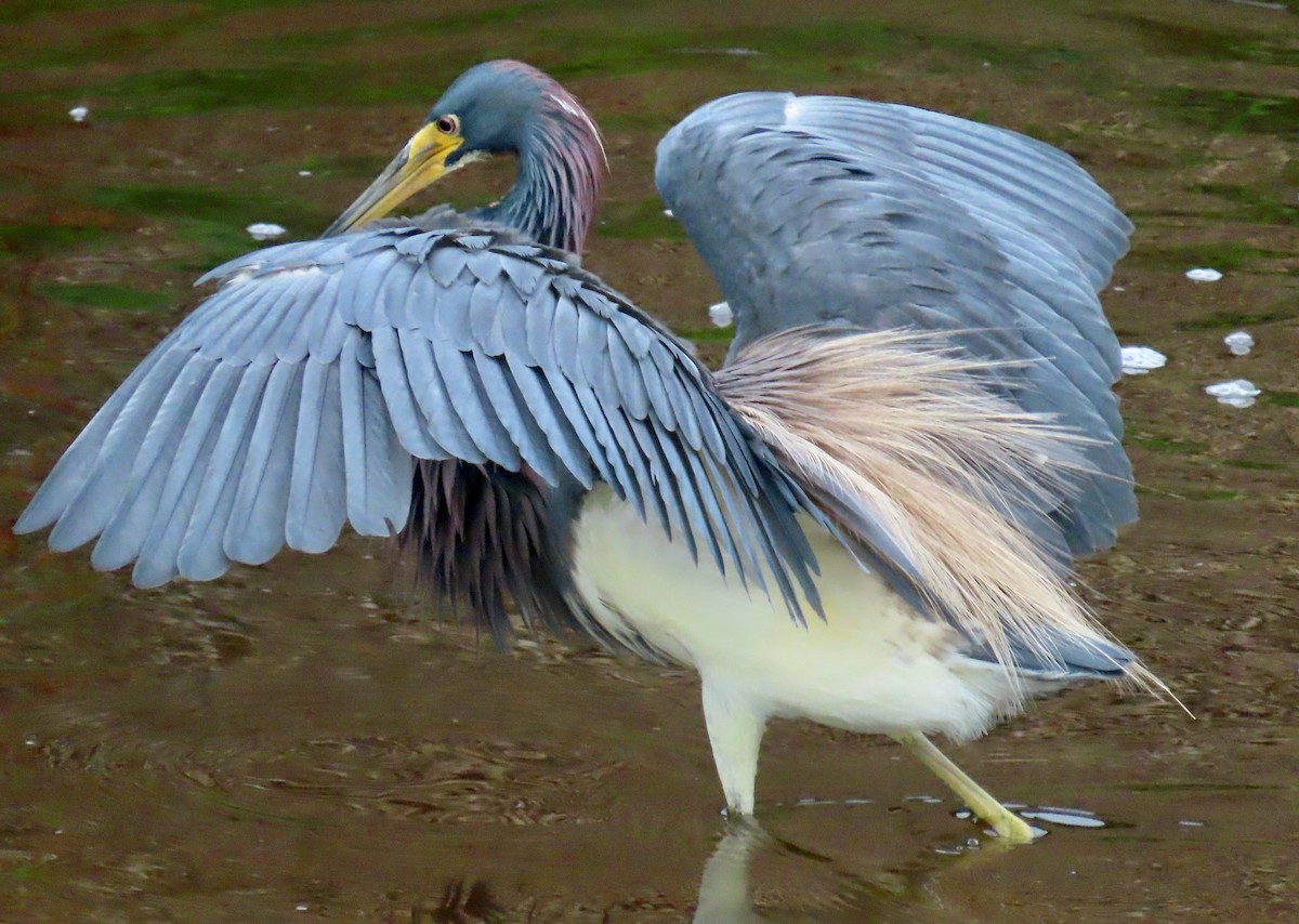 Tricolored Heron - ML622162866