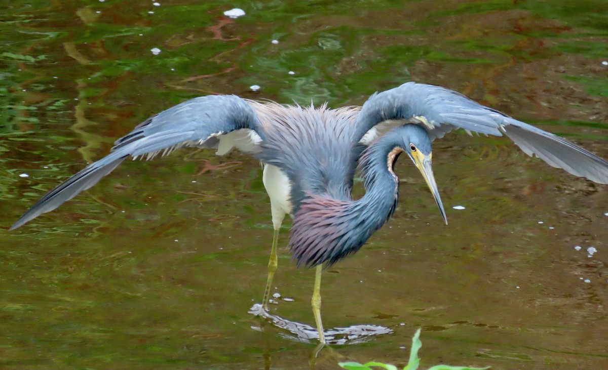 Tricolored Heron - ML622162867