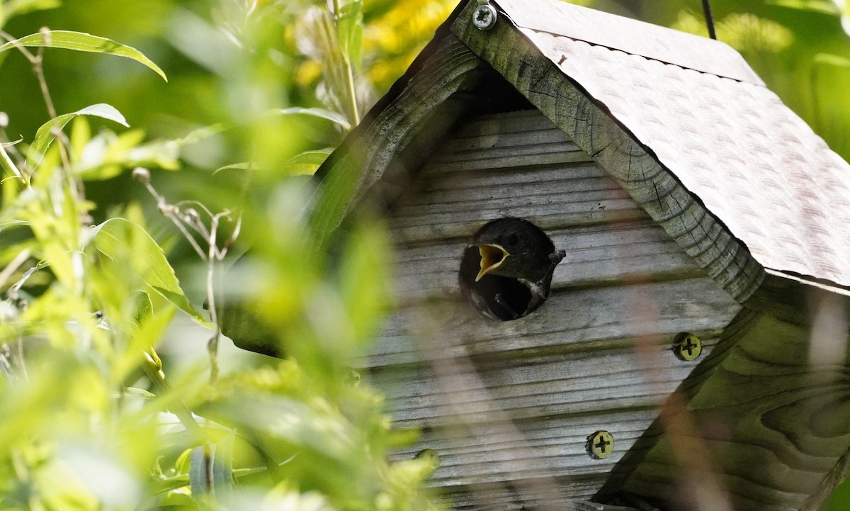 House Wren - ML622162967