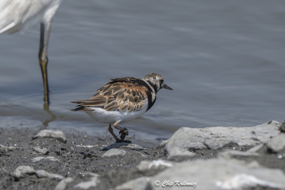 Ruddy Turnstone - ML622163139