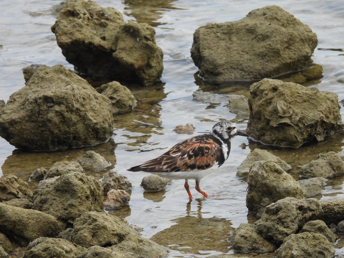 Ruddy Turnstone - ML622163159