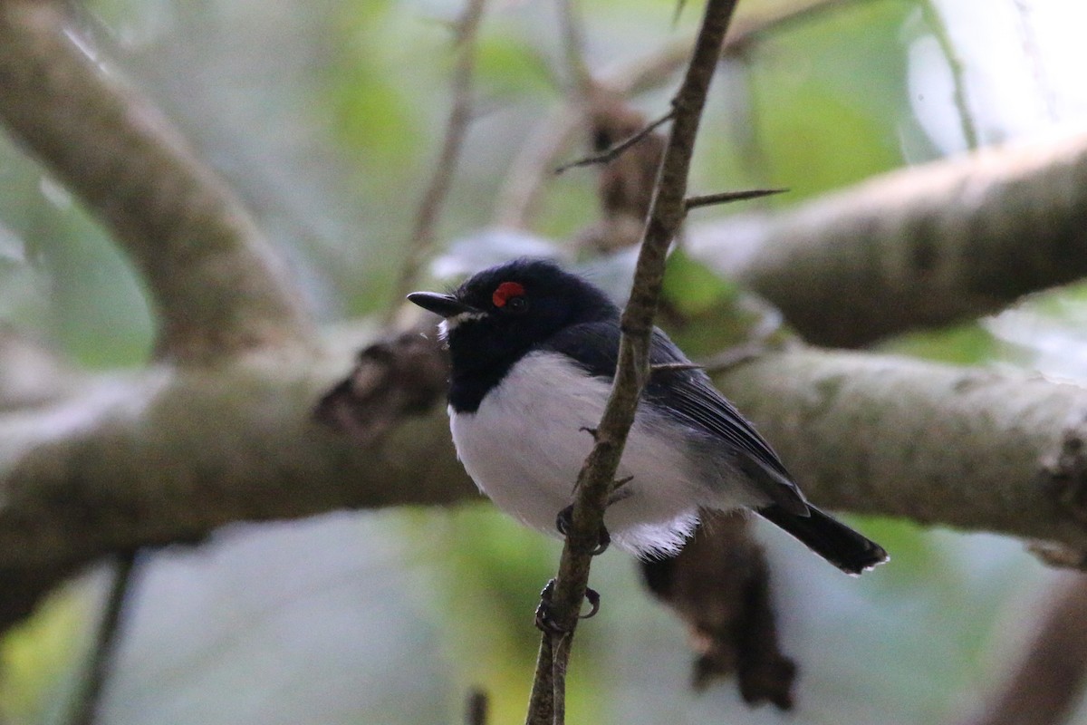 Black-throated Wattle-eye - ML622163197