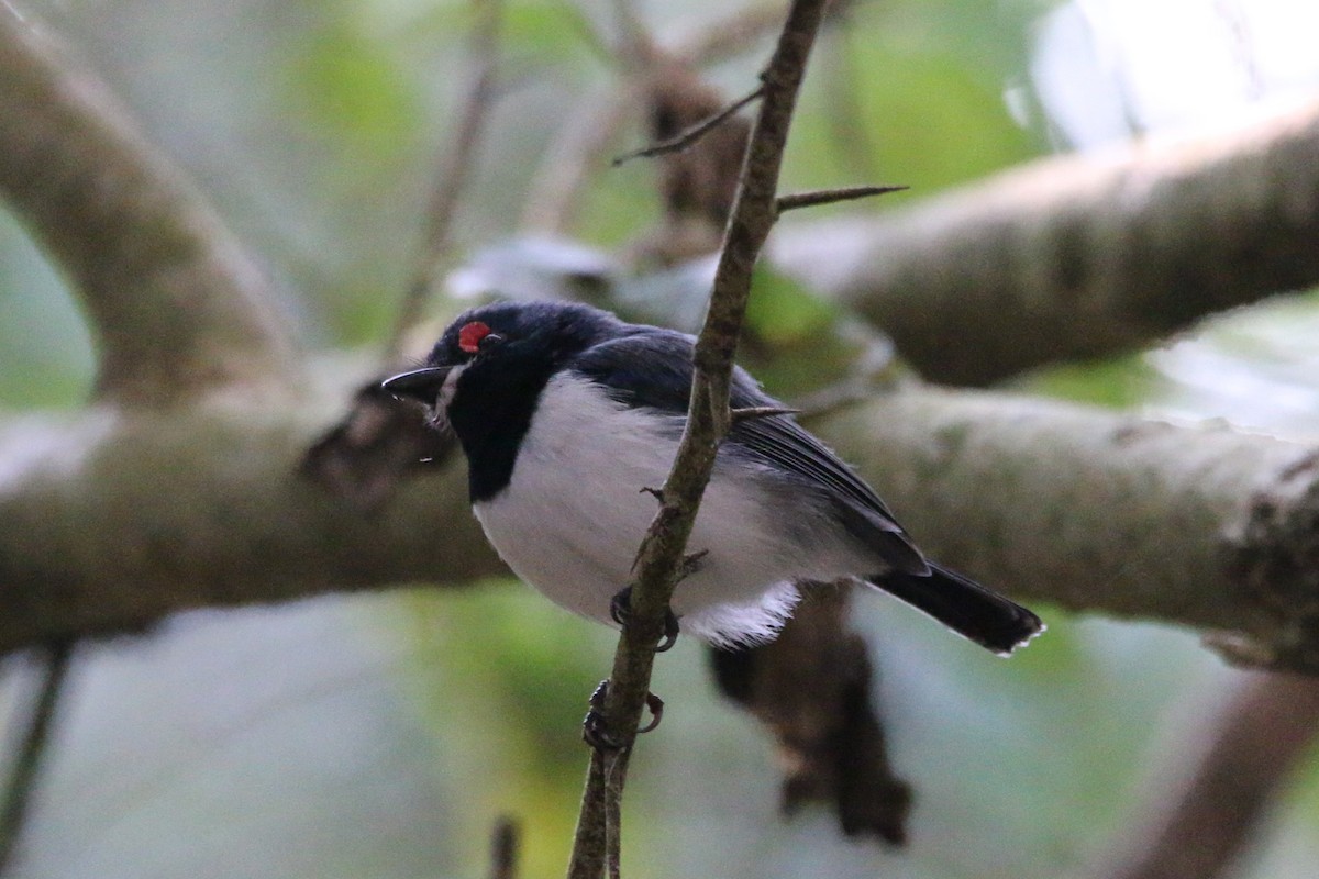 Black-throated Wattle-eye - ML622163198