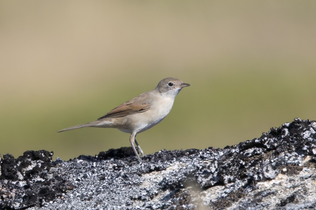 Greater Whitethroat - ML622163242