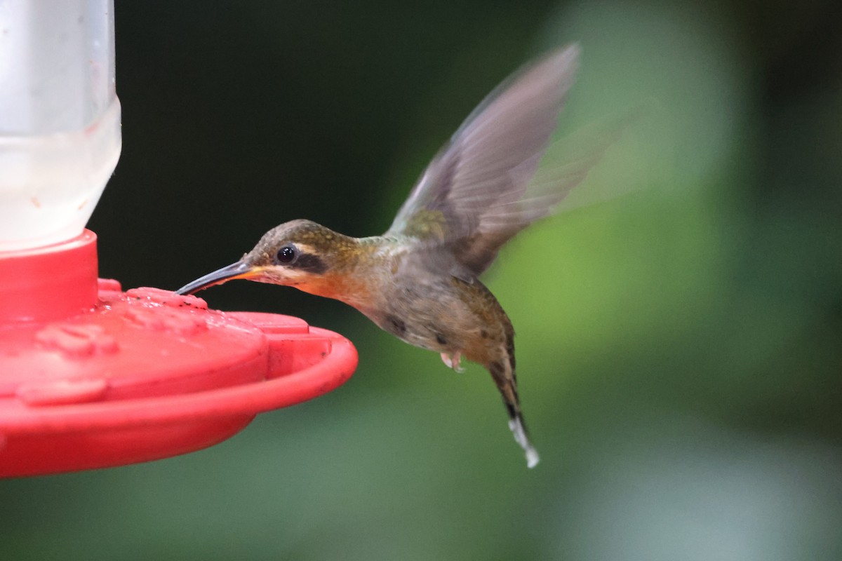 Band-tailed Barbthroat - ML622163283