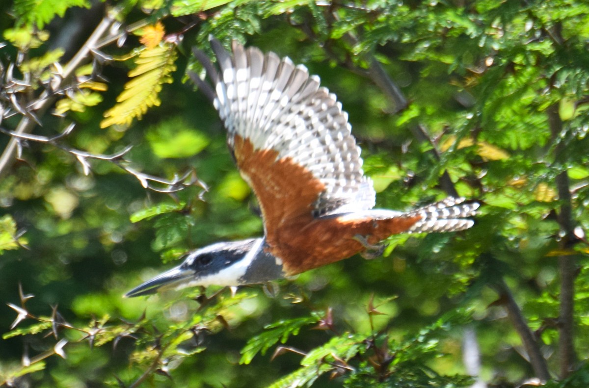 Ringed Kingfisher - ML622163348